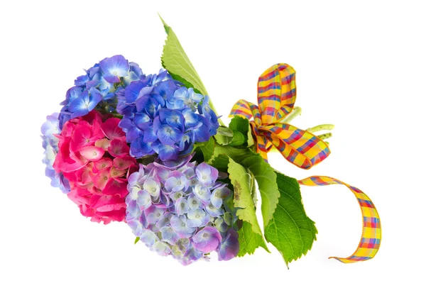 Hortênsia azul e rosa — Fotografia de Stock