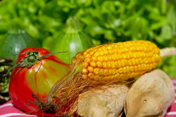 Kukuřice a rajčete v Zátiší — Stock fotografie