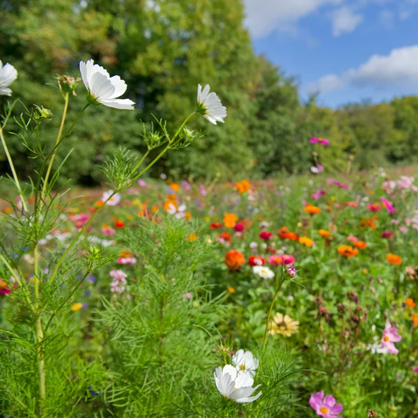 하얀 코스모스 꽃밭에서 — 스톡 사진