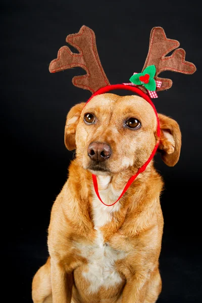 Frohe Weihnachten Hund — Stockfoto