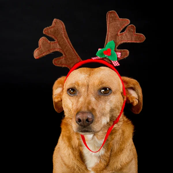 幸せなクリスマス犬 — ストック写真