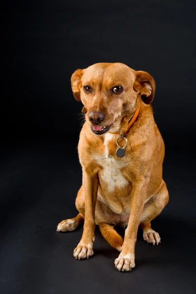 かわいい茶色の犬 — ストック写真