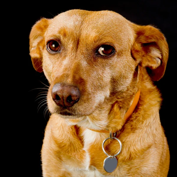 Roztomilý hnědý pes — Stock fotografie