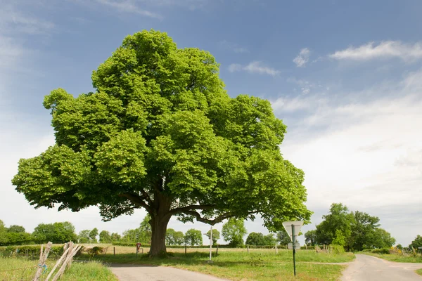 Chestnut tree — Stock Photo, Image
