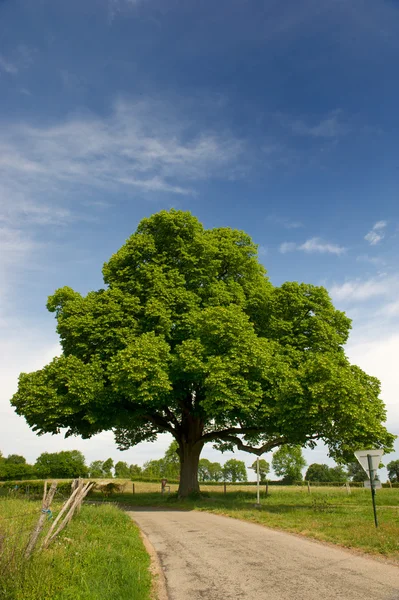 Castan arbore — Fotografie, imagine de stoc