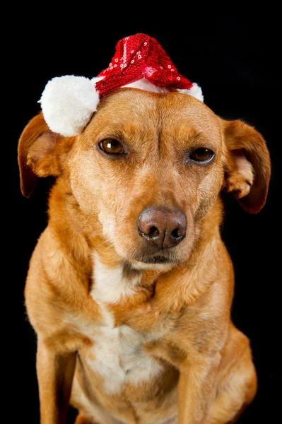 快乐的圣诞狗 — 图库照片