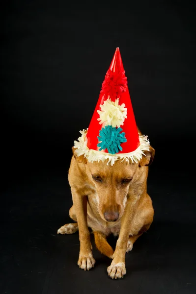 Depressed party animal — Stock Photo, Image