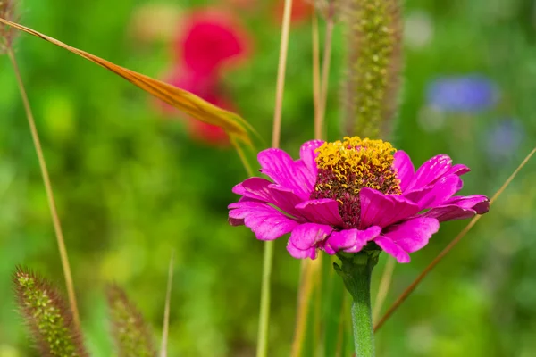 Ціннія рожева квітка — стокове фото