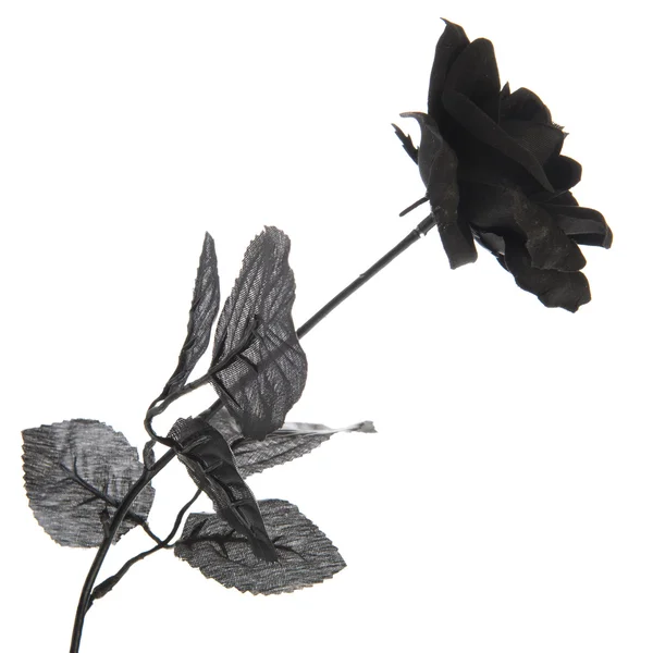 stock image Black rose