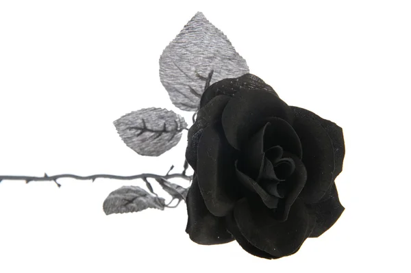 Fekete rózsa — Stock Fotó