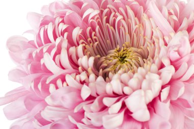 pembe chrysanth