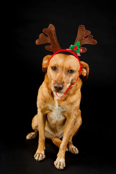 Zadowolony Boże Narodzenie pies — Zdjęcie stockowe