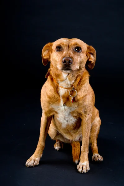 Милий пес коричневий — стокове фото