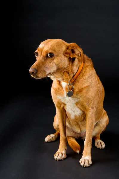 Aranyos barna kutya — Stock Fotó