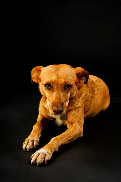 Lindo perro marrón —  Fotos de Stock