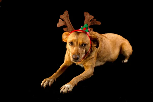 Šťastný Vánoce pes — Stock fotografie