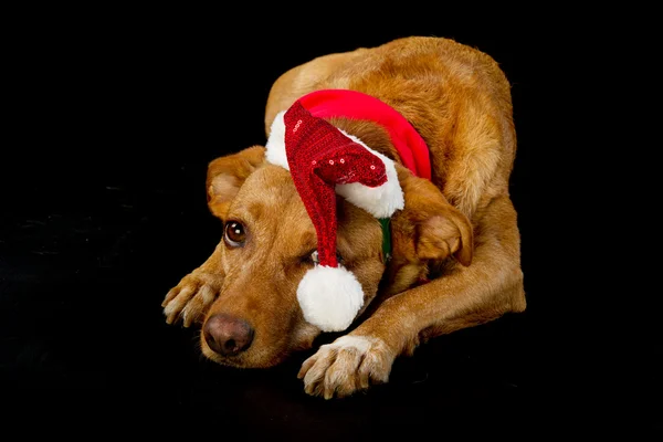 Joyeux chien de Noël — Photo