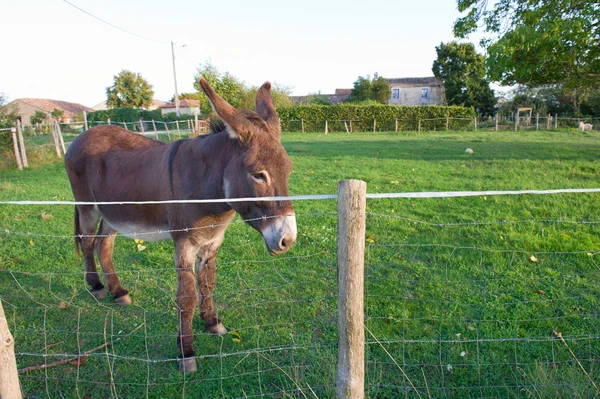 Esel hinter dem Zaun — Stockfoto