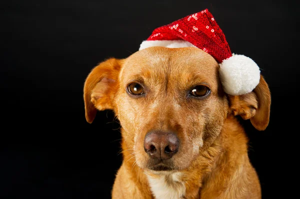 Glad jul hund — Stockfoto