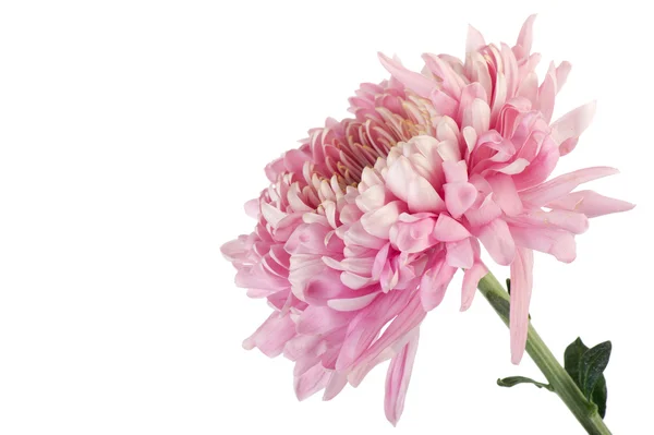 Różowy chrysanth — Zdjęcie stockowe