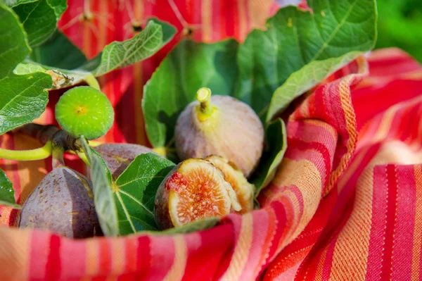 Still life with figs — Stock Photo, Image