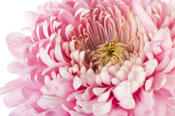 Rózsaszín chrysanth — Stock Fotó