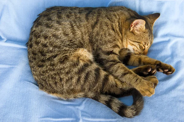 stock image Tabby cat outdoor in sun