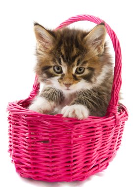 Main coon kitten clipart