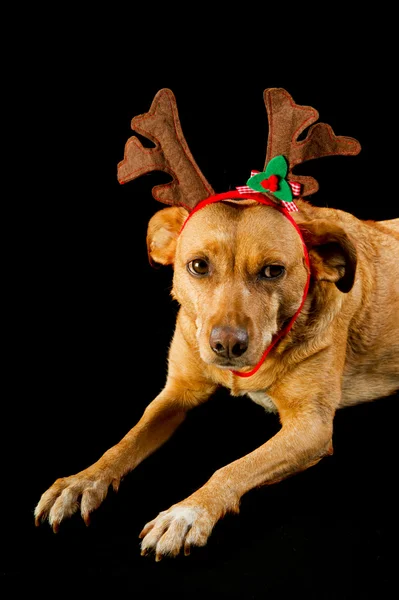 Zadowolony Boże Narodzenie pies — Zdjęcie stockowe