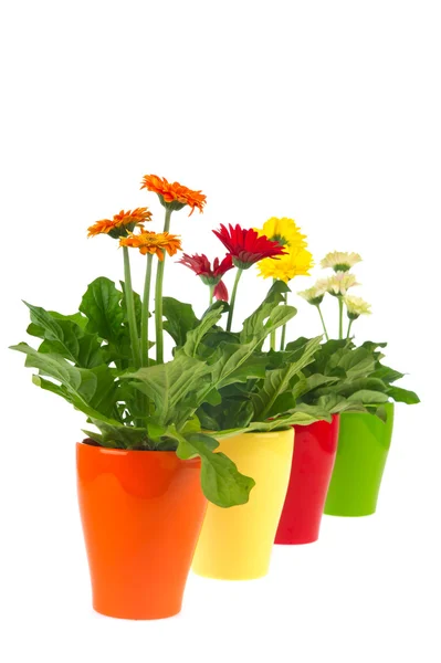 Gerber plants — Stock Photo, Image