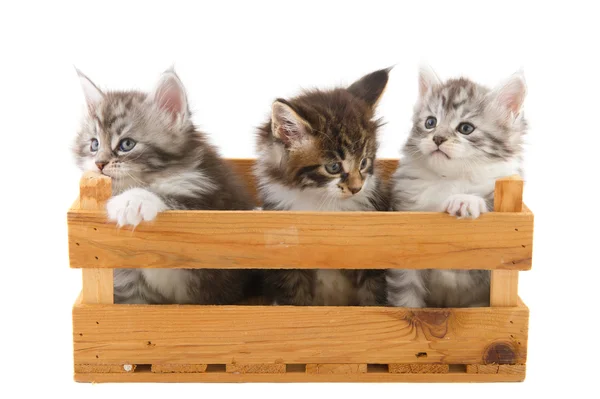 Üç küçük ana coon kedi yavrusu — Stok fotoğraf