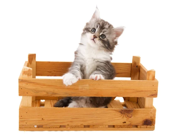 Main coon kitten — Stock Photo, Image