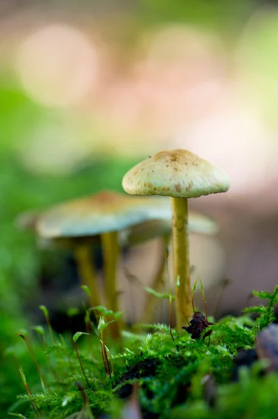 硫一束蘑菇 — 图库照片