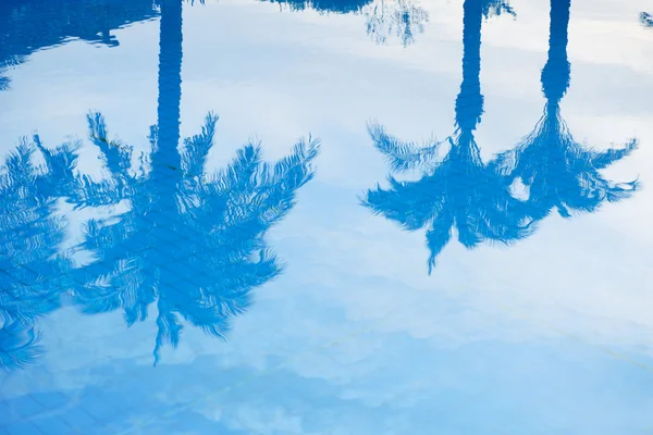 Пальмы в бассейне — стоковое фото