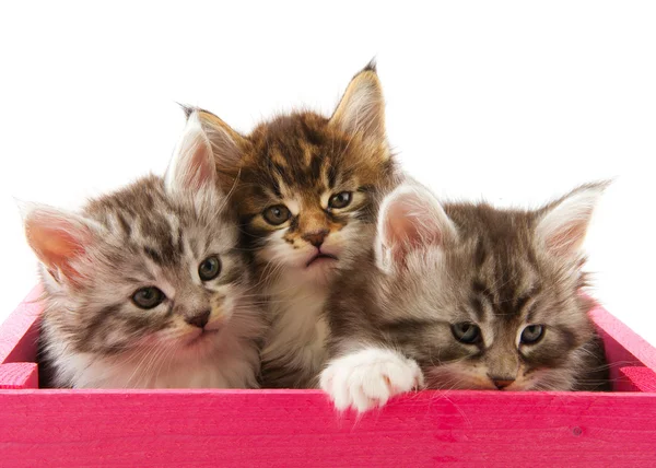 Main coon kittens — Stock Photo, Image