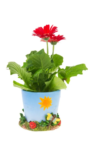 Red Gerber plant — Stock Photo, Image