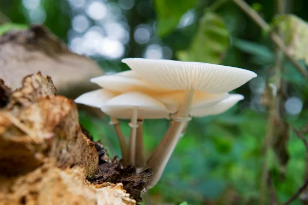 stock image Gilled mushrooms