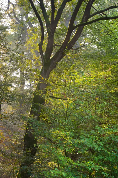 stock image Sun beams in the forest