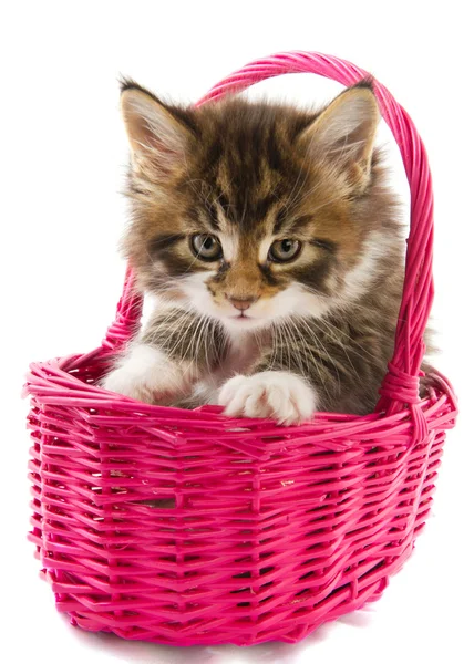 Ana coon yavru kedi — Stok fotoğraf