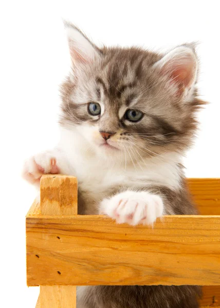 メインあらいくま子猫 — ストック写真