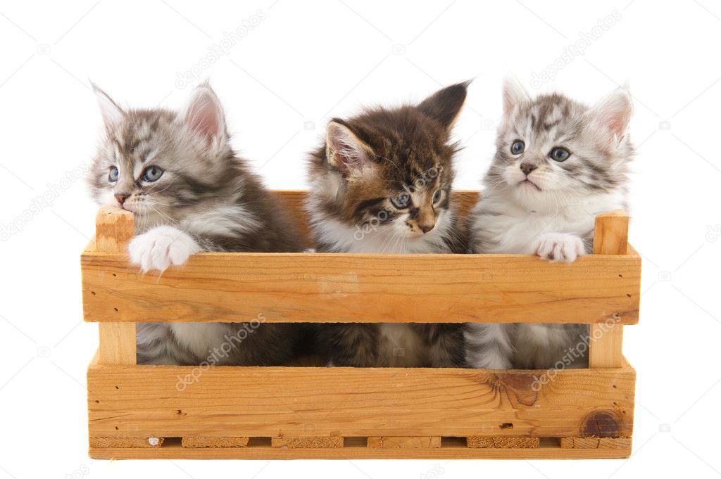 Three little Main Coon kittens
