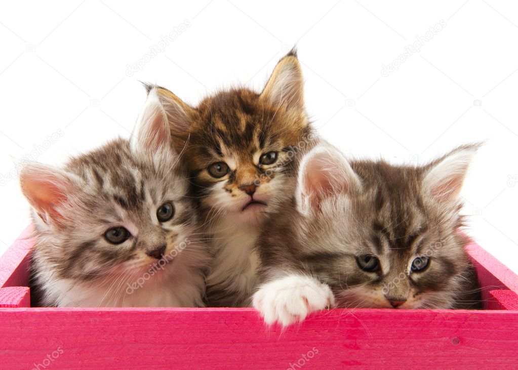 Main coon kittens