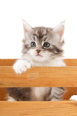 Main coon kitten clipart