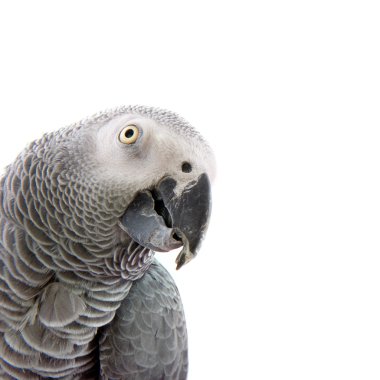 African grey parrot clipart