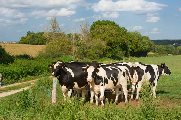 Vacas blancas y negras —  Fotos de Stock