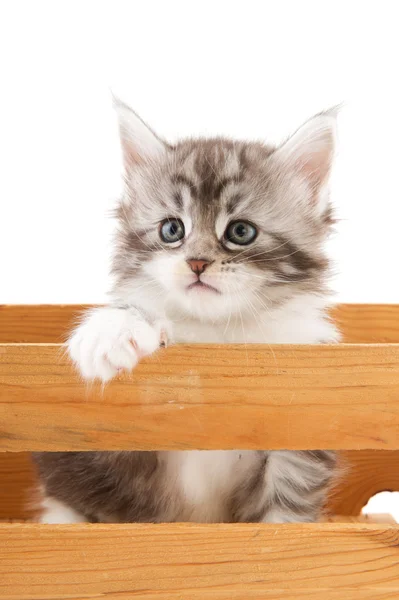Main coon kitten — Stock Photo, Image
