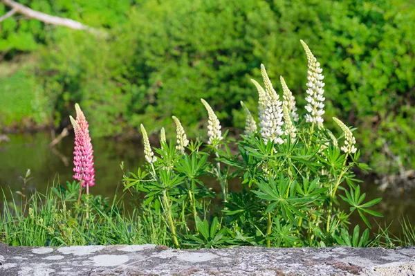 Colorful Lupines near water — Stock Photo, Image