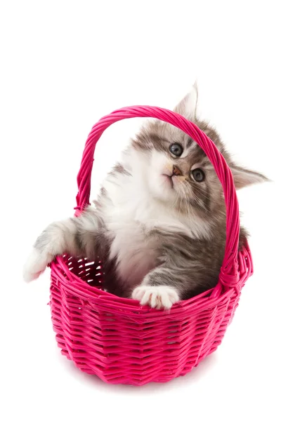 Fő mosómedve cica — Stock Fotó