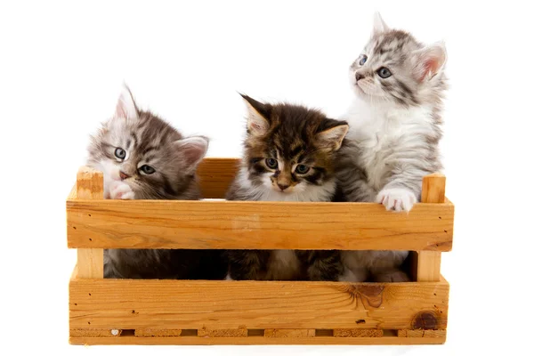 Üç küçük ana coon kedi yavrusu — Stok fotoğraf