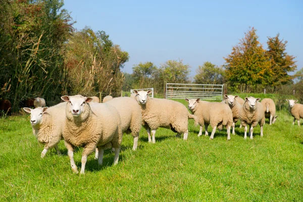 Ovejas de ganado en la hierba — Foto de Stock